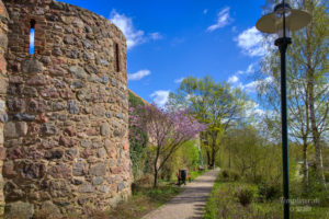 Kirschblüte an der Stadtmauer